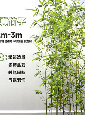 加密仿真竹子室内装饰假竹子隔断屏风挡墙造景室外散尾竹盆栽绿植