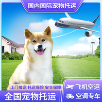 Pet Consignment Charge D Affaires Services Beijing Transport National Express Dogs Kitty Air Transport Overseas Flight Formalities Door