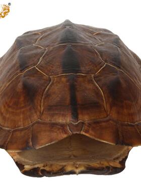 YR工7真I乌龟壳器具龟壳具摆龟件龟壳文玩ALEHWRZt甲铜钱家居随身