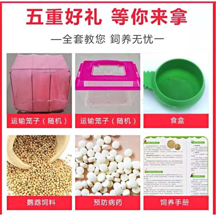 鹦鹉活鸟活物虎皮鹦鹉会学说话的鸟类宠物鸟云斑小型家养小鸟活体,淘宝优惠券,粉丝福利购,淘宝优惠卷