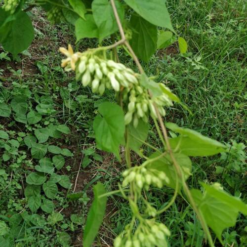 食用夜香花苗千里香夜兰花清香味道爬藤夜香花阳台花园楼顶 - 图1