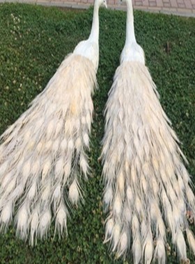 仿真孔雀摆件标本动物模型v工艺品家居客厅橱窗装饰品婚庆摄影道