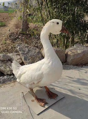 标本模型制作鹅标本仿真白鹅大鹅C山鸡真羽毛教科道具摆件家禽动