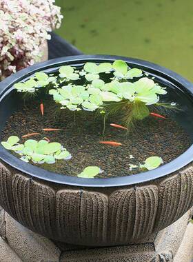 物现代简约置户外花园多肉花盆庭院园饰艺布阳台造景A066石鼓装水