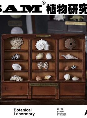 自然标本/海胆/骨骼/化石/自然集/中古摆件/家居美学/装饰陈列