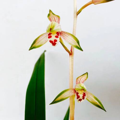 建兰高山春色浓香K型兰花带芽盆栽 - 图1