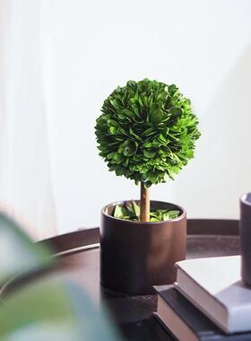 办公室工位桌面绿植上班情绪稳定神器客I厅玄关植物小摆件家居装