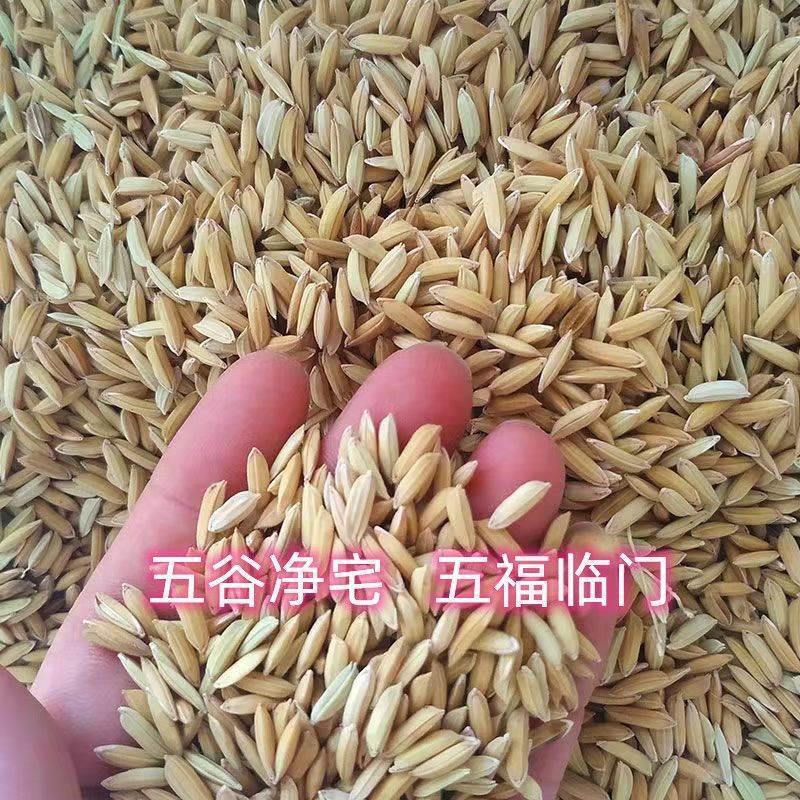 新糯谷带壳长粒稻谷糯米炒爆米花乔迁入伙进宅新居房屋结婚喜庆用 - 图3