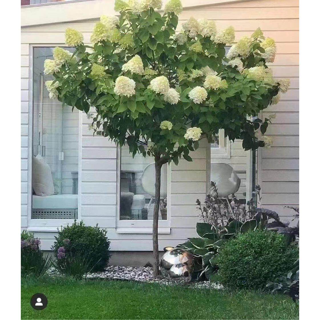 圆堆绣球花苗庭院阳台耐晒耐寒棒棒糖树形大花木本圆锥绣球木绣球,淘宝优惠券,粉丝福利购,淘宝优惠卷