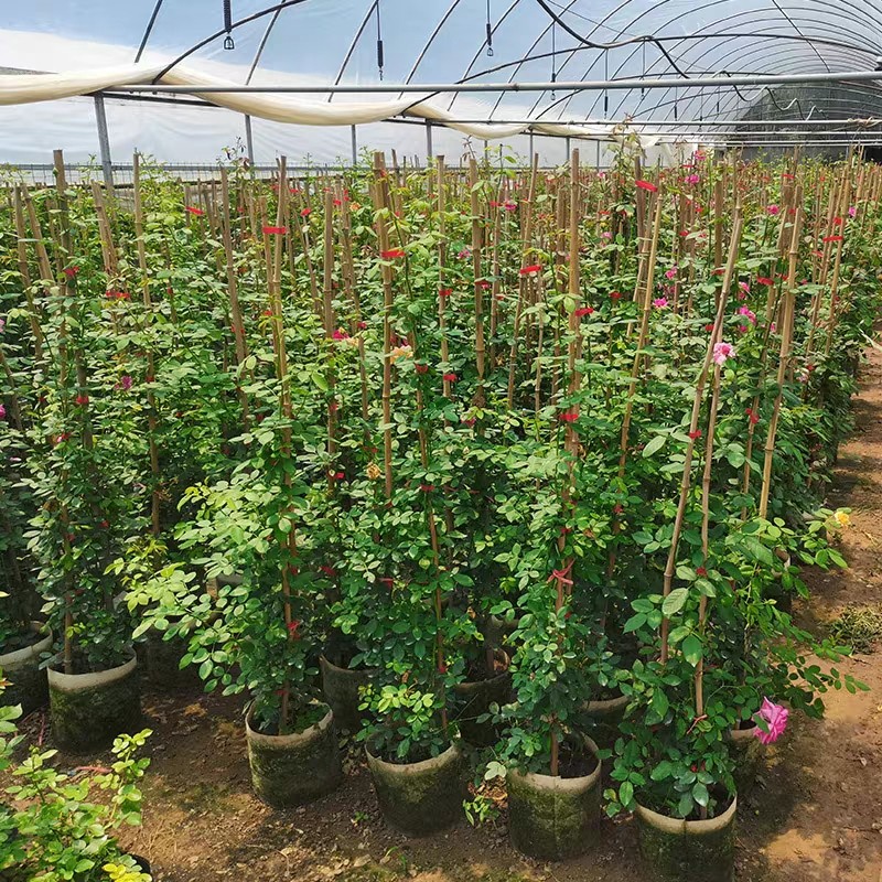 爬藤月季花苗四季开n花藤本月季盆栽室外庭院爬藤植物欧月玫瑰花,淘宝优惠券,粉丝福利购,淘宝优惠卷