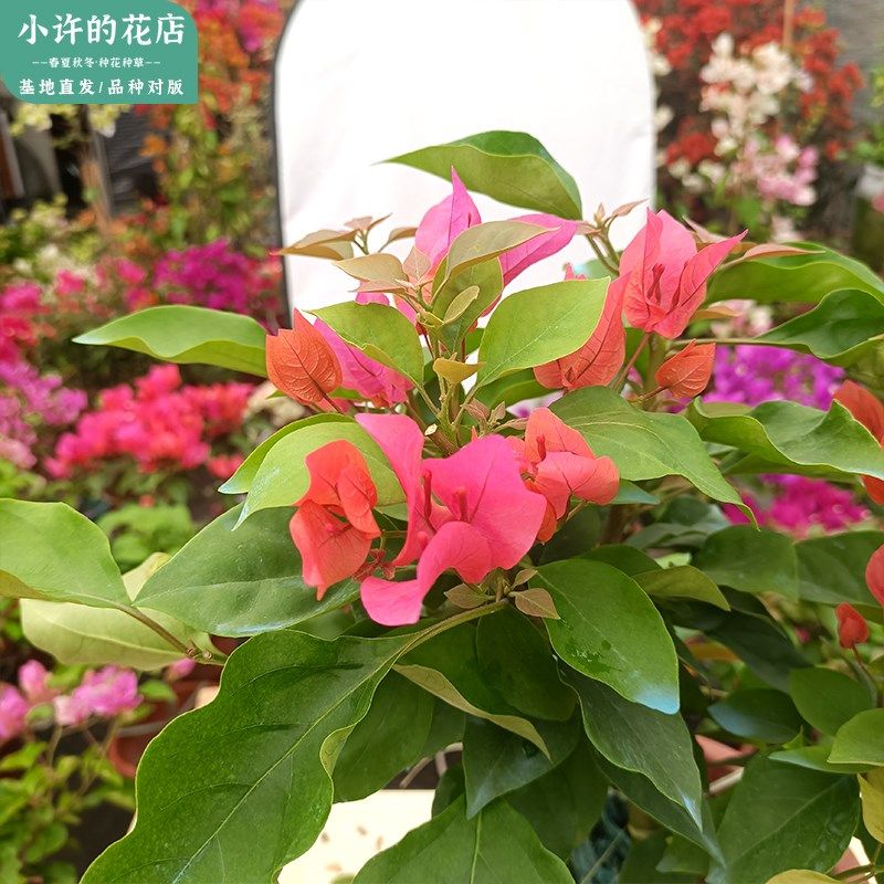 四季红同安红g三角梅勤花盆栽阳台庭院种植带花发货【小许的花店,淘宝优惠券,粉丝福利购,淘宝优惠卷