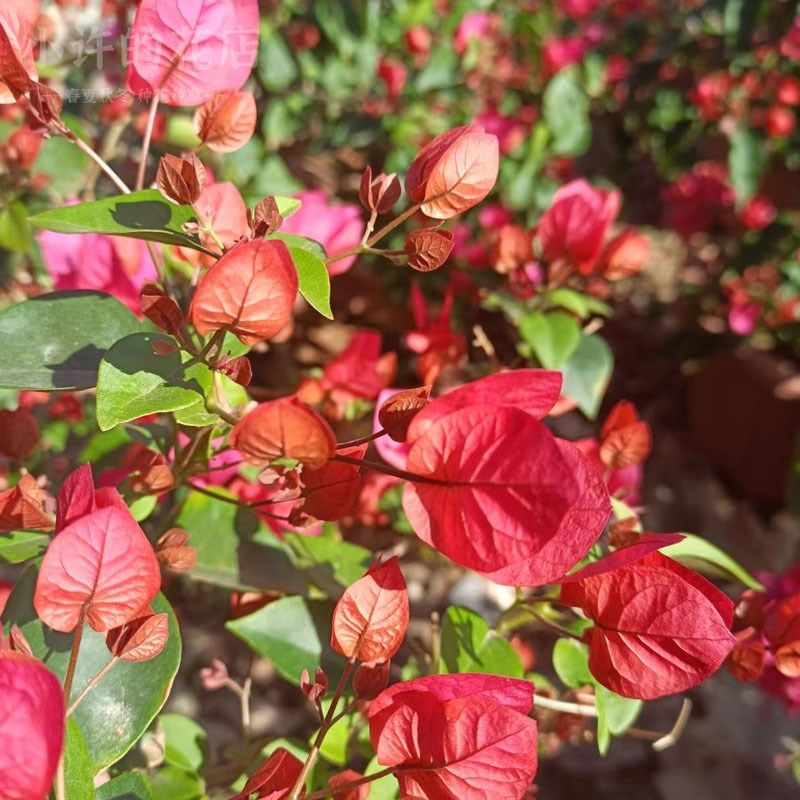 四季红同安红g三角梅勤花盆栽阳台庭院种植带花发货【小许的花店,淘宝优惠券,粉丝福利购,淘宝优惠卷