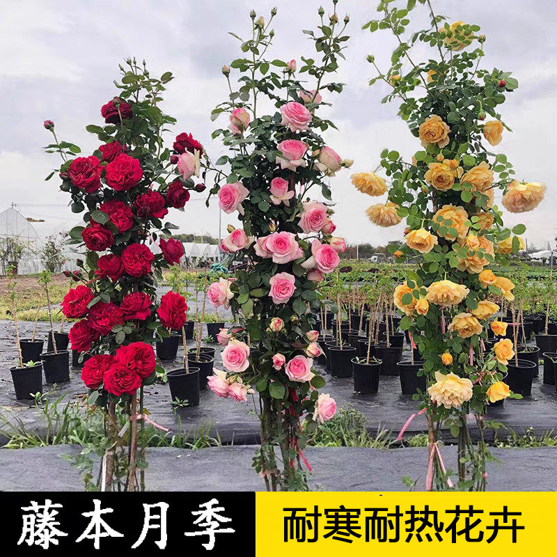 爬藤月季花苗四季开n花藤本月季盆栽室外庭院爬藤植物欧月玫瑰花,淘宝优惠券,粉丝福利购,淘宝优惠卷