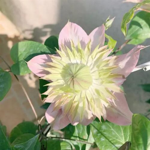 F系四季重瓣铁线莲爬藤植物花苗带花庭院花卉盆栽地栽观花植物 - 图2