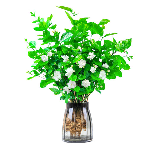 水培植物茉莉花盆栽花苗带花苞花卉植物室内阳台绿植浓香四季开花-图3