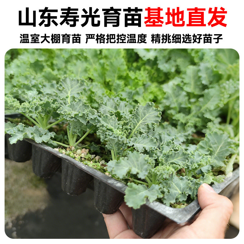羽衣甘蓝秧苗四季阳台盆栽本地优质羽衣甘蓝苗子羽衣甘蓝苗秧苗,淘宝优惠券,粉丝福利购,淘宝优惠卷