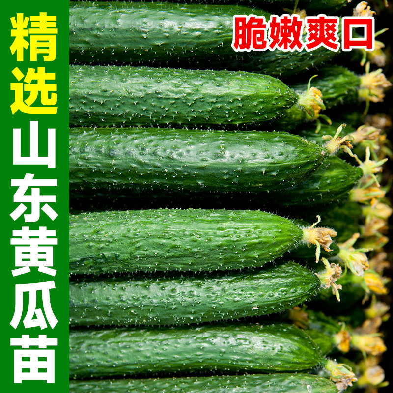 黄瓜苗秧老品种带土山东寿光新鲜四季盆栽蔬菜孑高产水果黄瓜种子,淘宝优惠券,粉丝福利购,淘宝优惠卷