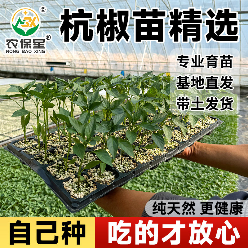 辣椒苗秧苗四季薄皮螺丝椒皱皮高产阳台盆栽本地优质杭椒线椒苗子,淘宝优惠券,粉丝福利购,淘宝优惠卷