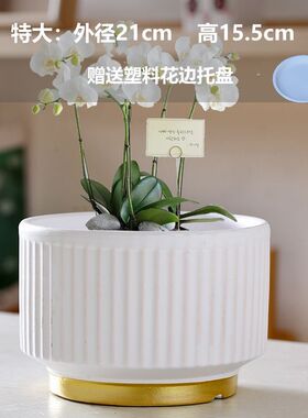 花盆陶瓷欧式简约白色家用带托盘蝴蝶兰专用轻奢室内多肉绿植小盆