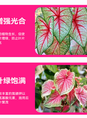 艾尚棵彩叶芋营养液花肥养花专用肥盆栽花卉浓缩花卉营养液彩叶芋