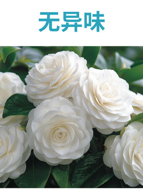 艾尚棵骨粉花肥料花卉肥料脱脂骨粉肥料高磷高钙促花园艺骨粉花肥