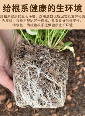 稻谷壳营养土养花专用通用型家用发酵腐熟稻壳园艺种菜泥炭花土壤