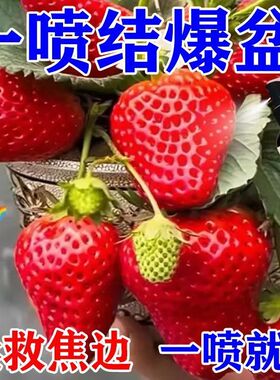 【草莓营养液】草莓专用肥防黄叶催开花促结果免稀释盆栽叶面肥
