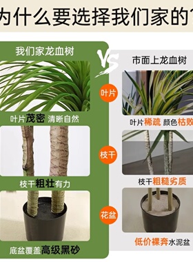 仿真绿植龙血树造景高端轻奢
