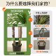 Simulated green plant Dracaena landscaping high-end light luxury