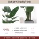 Simulated green plants, fake plants, traveler banana, high-end light luxury