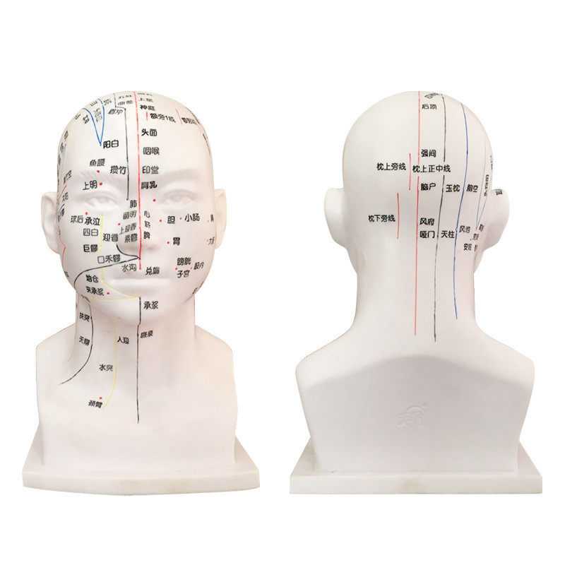 30cm头部穴位模型中医人体经络图教学大头部四功能针灸腧穴头模,淘宝优惠券,粉丝福利购,淘宝优惠卷