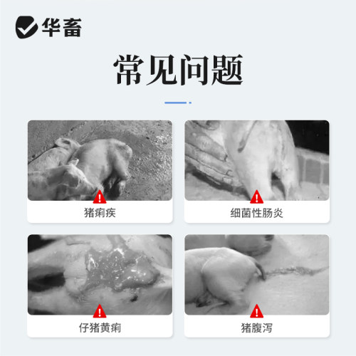 华畜兽用乙酰甲喹注射液 痢菌净 兽药猪药牛药羊药拉稀痢疾黄白痢 - 图2