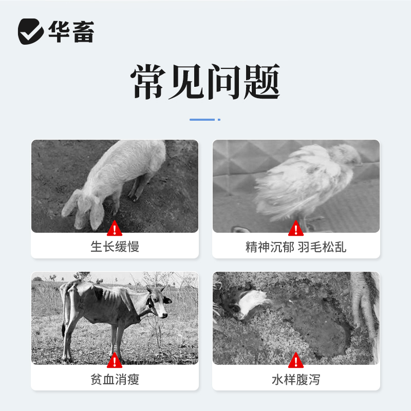华畜兽药黄芪多糖兽用注射液猪牛羊鸡用传染性法氏囊病抗病毒针剂 - 图1