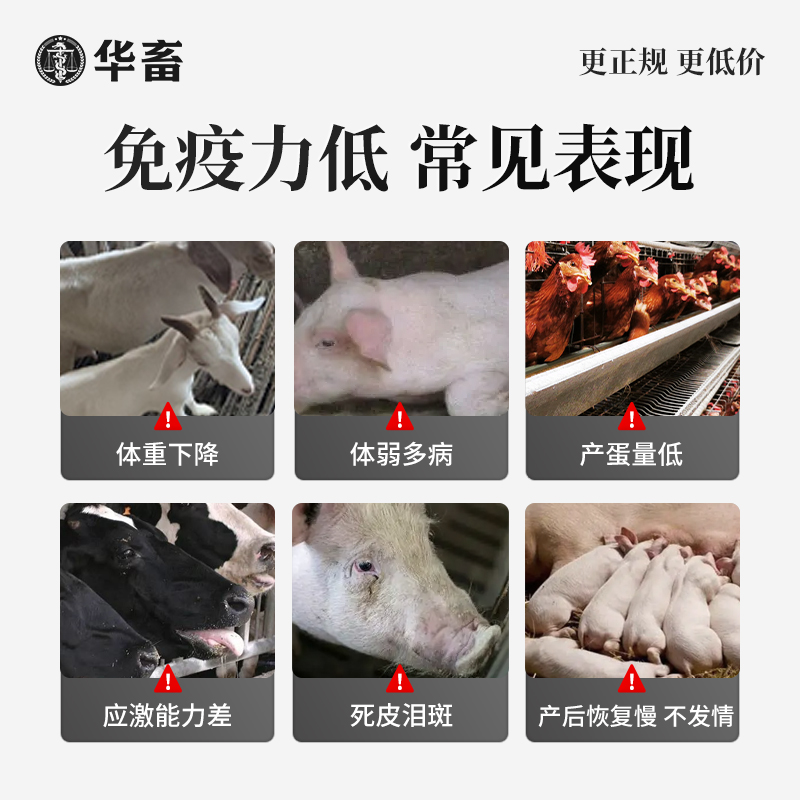 华畜氨基酸多维葡萄糖粉兽用猪牛羊抗应激养殖鸡鸭鹅饲料添加剂
