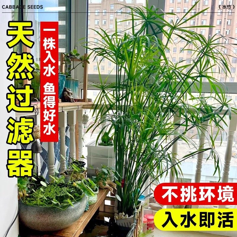 水竹水培植物风车草室内盆栽鱼缸龟缸绿植鱼池塘造景净化水质水草,淘宝优惠券,粉丝福利购,淘宝优惠卷