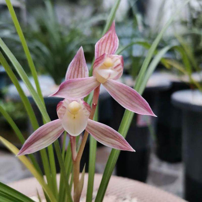 耐阴绿植人素办公室面桃花内心】莲瓣兰赤壳花兰花苗品种桃红色【,淘宝优惠券,粉丝福利购,淘宝优惠卷