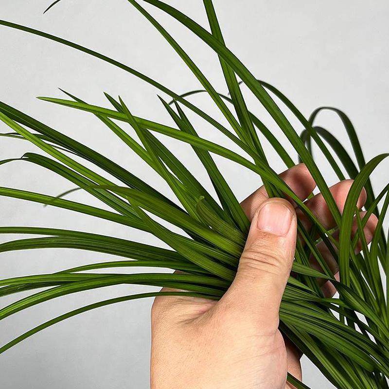 耐阴绿植人素办公室面桃花内心】莲瓣兰赤壳花兰花苗品种桃红色【,淘宝优惠券,粉丝福利购,淘宝优惠卷