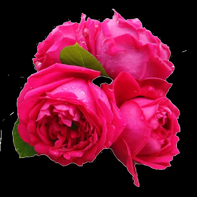 红色龙沙宝石藤本月季花苗特x大花浓香四季开庭院蔷薇爬藤植物红,淘宝优惠券,粉丝福利购,淘宝优惠卷