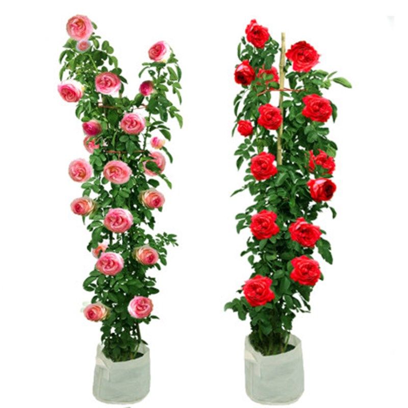 蔷薇花苗大花浓香型花卉庭院阳台爬藤植物花卉盆栽玫X瑰藤本月季,淘宝优惠券,粉丝福利购,淘宝优惠卷