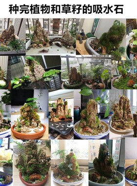 吸水石假山石盆景摆件造景上水石假山盆景原石奇石观Z赏石微景观