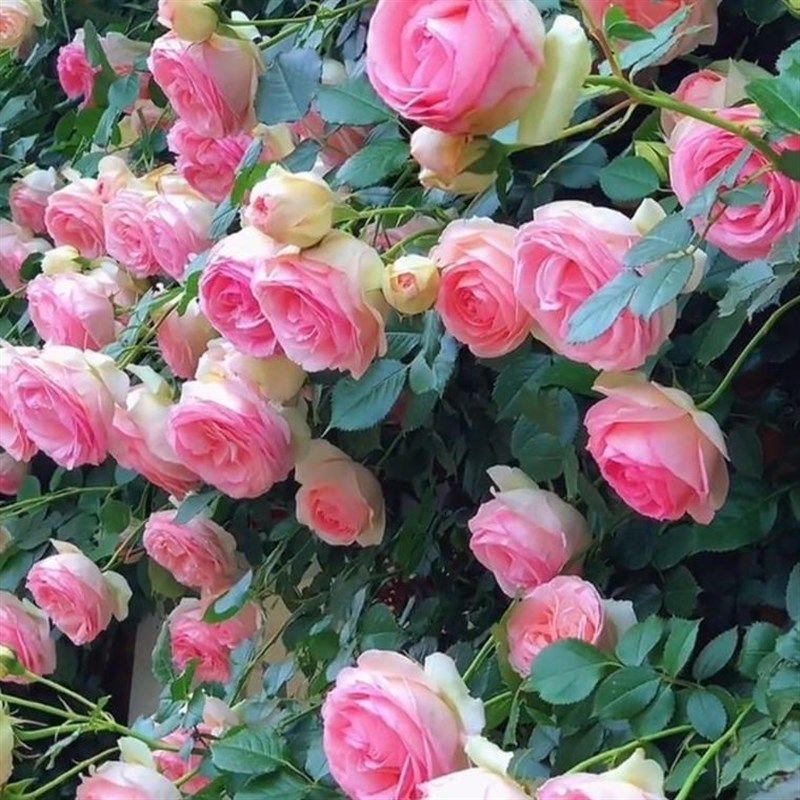 粉色龙沙宝石藤本月季攀援阳台庭院花P园植物花卉盆栽苗,淘宝优惠券,粉丝福利购,淘宝优惠卷