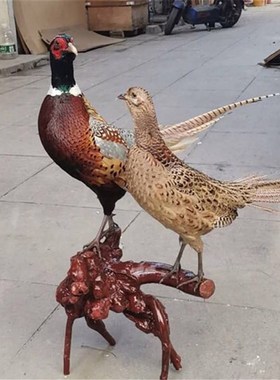 新真鸡七彩山鸡标本静态雉鸡工y艺品摆件家禽模型博物馆展览装饰