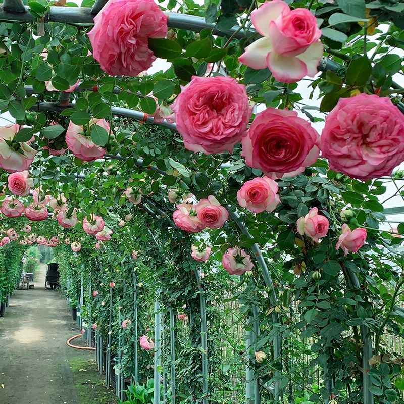 粉色龙沙宝石藤本月季攀援阳台庭院花P园植物花卉盆栽苗,淘宝优惠券,粉丝福利购,淘宝优惠卷