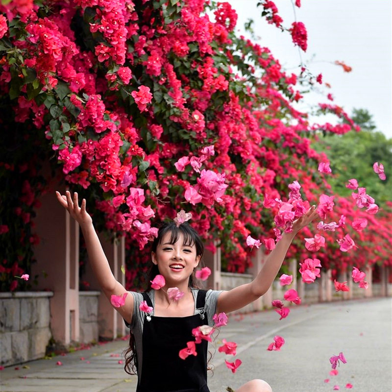 三角梅盆栽带花四季开花爬藤重瓣老桩植物庭院阳台室内.观花卉好,淘宝优惠券,粉丝福利购,淘宝优惠卷