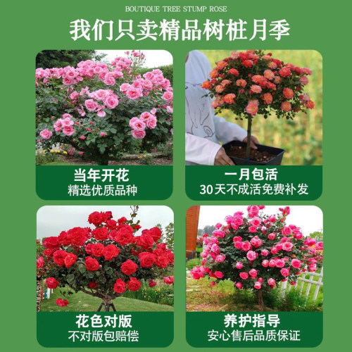 棒棒糖月季四季多花卉盆栽庭院室外开花园植物特大树状月季老树桩 - 图2