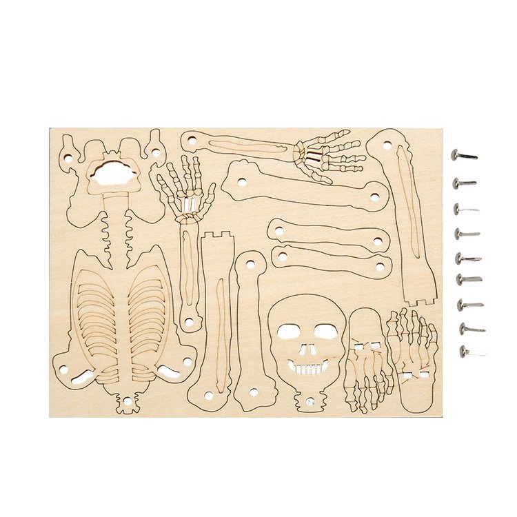 人体结构模型骨骼器官内脏拆卸身体骨架可动构造教具儿童益智玩具 - 图1