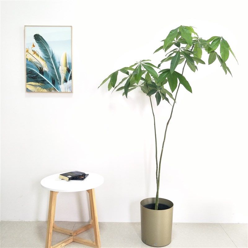 南宁千式花卉发i财树室内客厅美植物盆栽办公室绿植观叶个性造型,淘宝优惠券,粉丝福利购,淘宝优惠卷