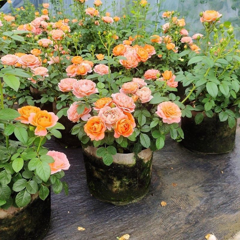 新品灌木月季盆栽果汁阳台母本大苗多季勤开多头S包子耐寒耐热易,淘宝优惠券,粉丝福利购,淘宝优惠卷