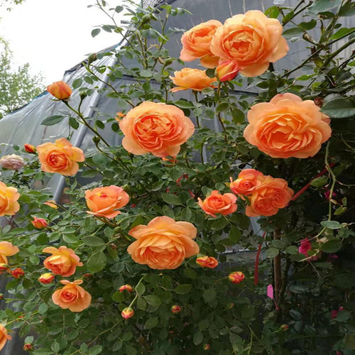 大苗蔷薇花苗藤本月季四季开花特大花浓香爬藤U植物玫瑰墙花卉 - 图1