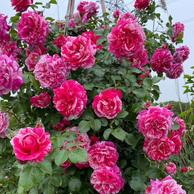 欧月无刺伊蕾莎斯特爬藤月季蔷薇花苗多花蔷薇月季花X苗庭院盆栽,淘宝优惠券,粉丝福利购,淘宝优惠卷